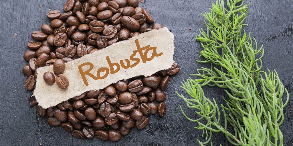 Robusta coffee image